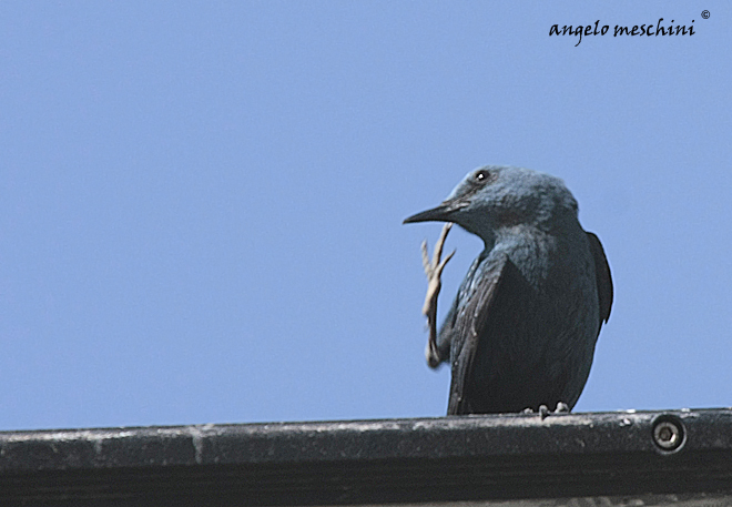 Avifauna humor
